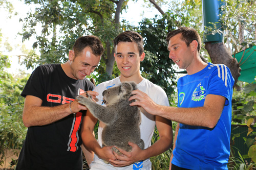 Davide Forè, Marijn Kremers and Daniel Bray meeting Wolverine the Koala at the Currumbin Wildlife Sanctuary 